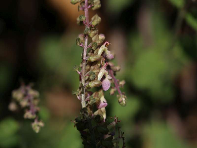 Teucrium siculum / Camedrio siciliano